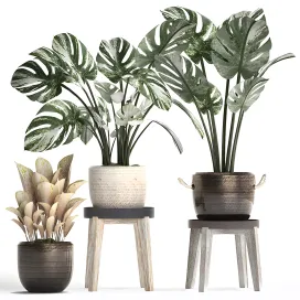 Collection of plants